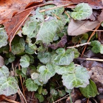 220106 山野草のエキ (23)