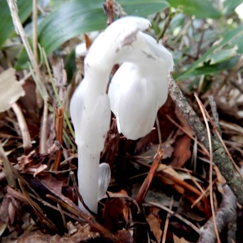 長野山 ギンリョウソウモドキの雄蕊雌蕊 ジンバイソウの黒化 シロソウメンタケ 定年生活 長野山 ギンリョウソウモドキの雄蕊雌蕊 ジンバイソウの黒化 シロソウメンタケ 定年生活