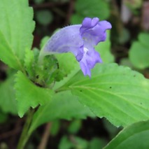 230923 山野草のエキ (12)