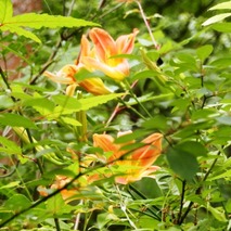 山野草のエキ (45)