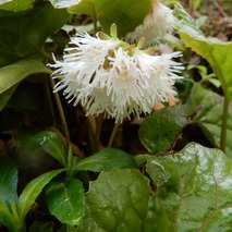 220505 山野草のエキ (91)