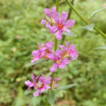 220826 山野草のエキ (24)