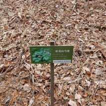 220106 山野草のエキ (48)