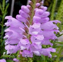 庭に咲いた花 １６ １３６ ゲンノショウコ ハナトラノオ サニーレタス ミズヒキ １６ １３６ 定年生活