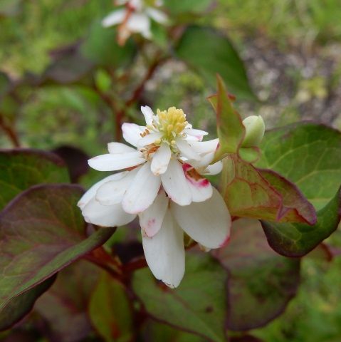 庭の花 アスチルべ オオカナダモ ツルバラ ヤエドクダミ 定年生活