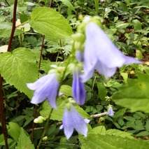 220723 山野草のエキ (56)