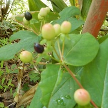 220723 山野草のエキ (8)