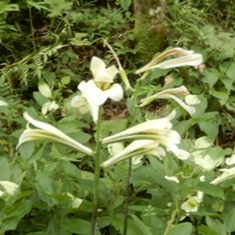 220804 山野草のエキ (16)