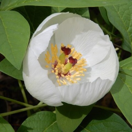 b230418 (18)山野草のエキ