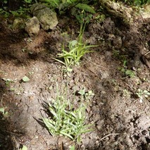 220723 山野草のエキ (28)