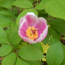 220522 山野草のエキ (7)