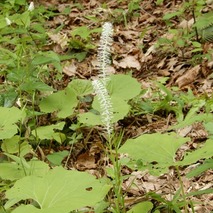 220519 山野草のエキ (138)