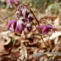 220407 山野草のエキ (134)