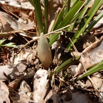 220407 山野草のエキ (117)