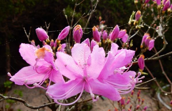 庭の花 １６ ０３２ コバノミツバツツジ チュウリップ オオアマナ ニッコウネコノメ ヨゴレネコノメ １６ ３２ 定年生活