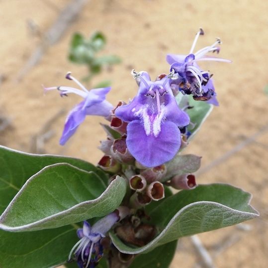 鳥取砂丘 その２ 砂丘に進出した植物 ハマゴウ コウボウムギ ビロードテンツキ 定年生活