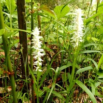 220505 山野草のエキ (43)