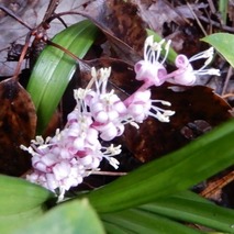 211020 山野草のエキ (76)