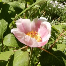 220522 山野草のエキ (18)