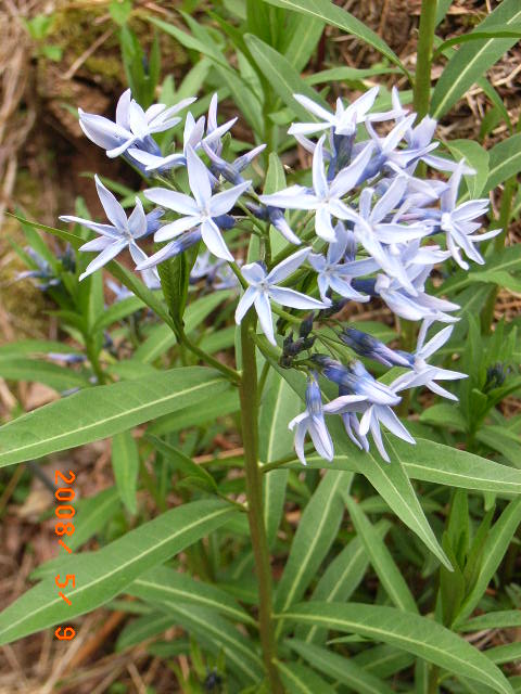 鹿野の山野草園 ２０ 丁字草 仙台萩 黒花風露 鈴蘭水仙 野芥子 姫ウツギ 定年生活