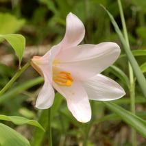 220519 山野草のエキ (68)