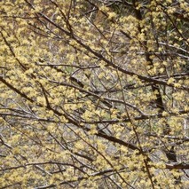 220404 山野草のエキ (6)-1