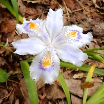 t230418 (5)山野草のエキ