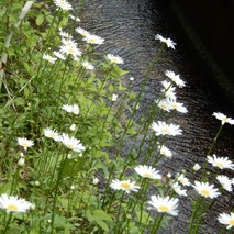 220519 山野草のエキ (146)