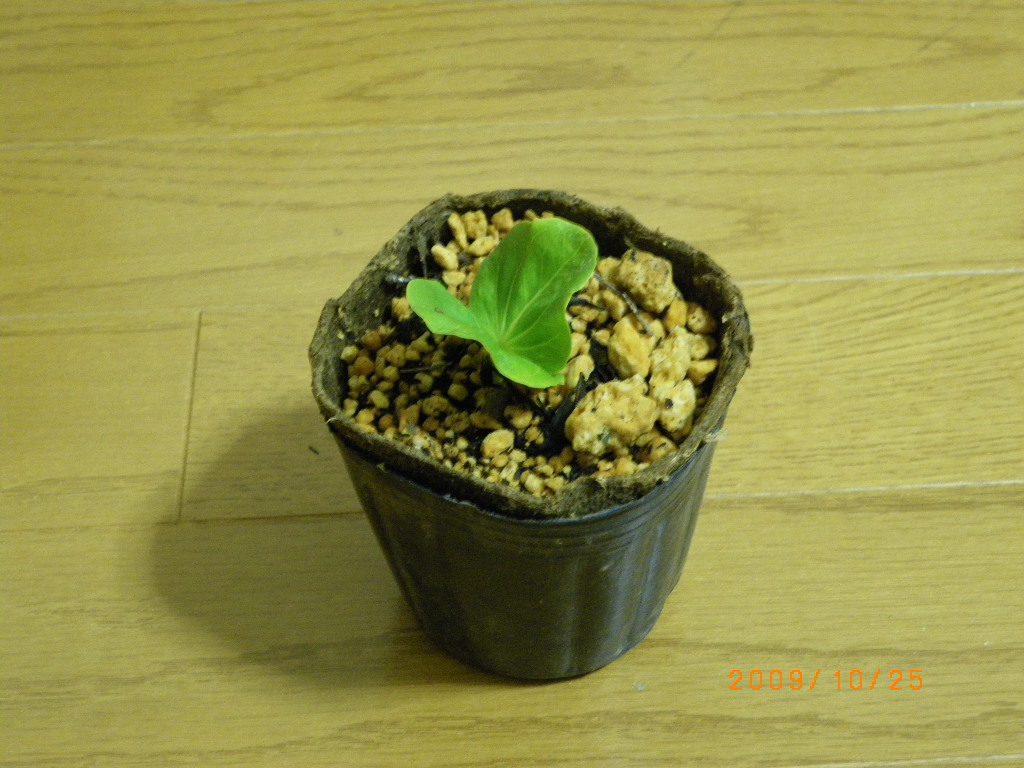 バオバブの苗 そに１ 盆栽で育ててみよう 定年生活