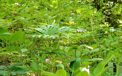 220522 山野草のエキ (10)