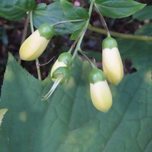 230923 山野草のエキ (11)