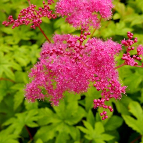 庭に咲いた花 キョウカノコ １６ ０７４ 定年生活