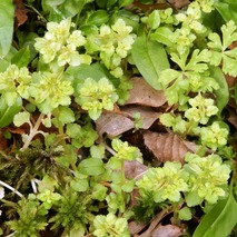 jj230418 (29)山野草のエキ