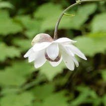 220723 山野草のエキ (42)