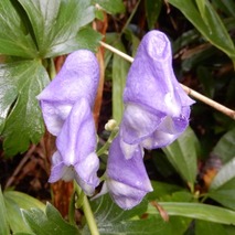 211020 山野草のエキ (72)