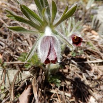 220404 山野草のエキ (1)