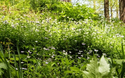 220505 山野草のエキ (101)