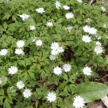 m230418 (34)山野草のエキ