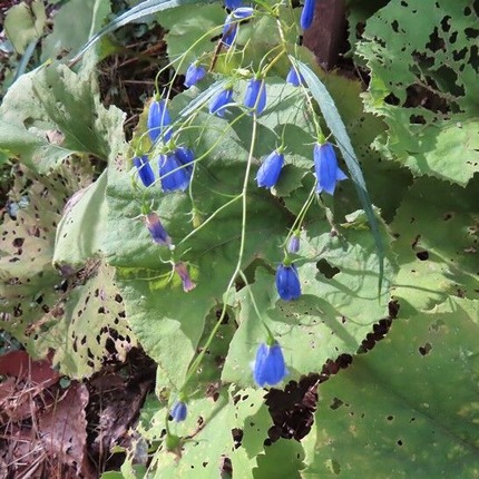 230923 山野草のエキ (33)