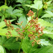 220519 山野草のエキ (37)