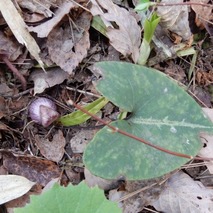 220407 山野草のエキ (25)