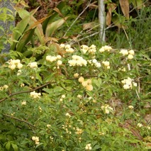 220505 山野草のエキ (3)