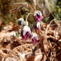 220407 山野草のエキ (38)