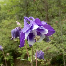 220505 山野草のエキ (5)