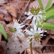 220325 山野草のエキ (10)