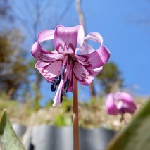 220404 山野草のエキ (65)