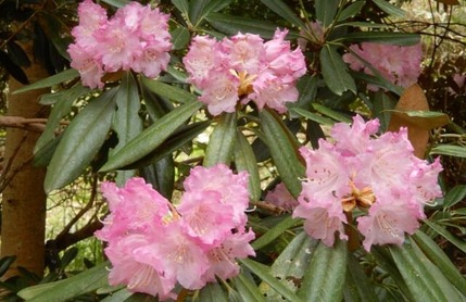 k230418 (17)山野草のエキ