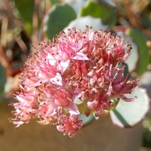 ミセバヤ221031 (3)