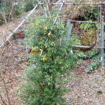 220106 山野草のエキ (51)