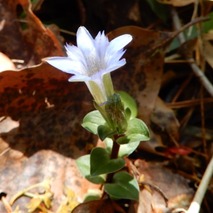 220422 山野草のエキ (16)